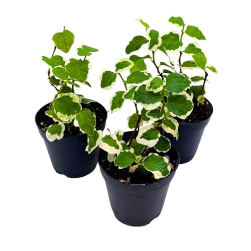 BubbleBlooms Ficus Pumlia 2 inch Set of 3 Variegated Creeping Fig Tiny Mini Pixie Plants