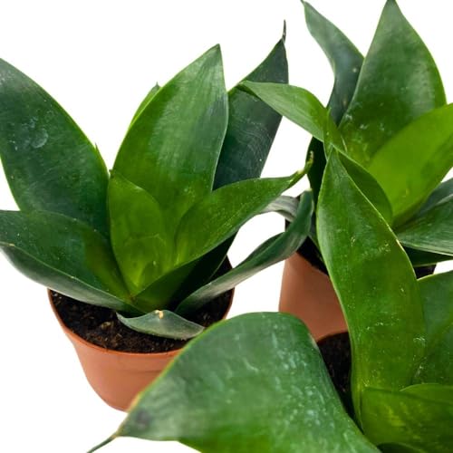 BubbleBlooms Jade Snake Plant 2 inch Set of 3 All Green Dwarf Rosette Sansevieria Tiny Mini Pixie Plants