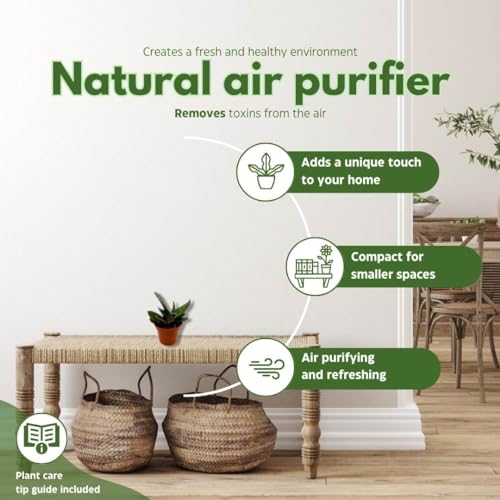 BubbleBlooms Gasteria pillansii, Green Dragon, Smooth in a 2 inch Pot