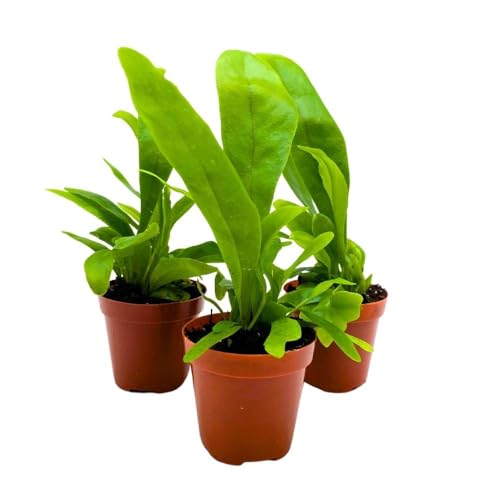BubbleBlooms Bird's Nest Fern 2 inch Set of 3 Asplenium Nidus Tiny Mini Pixie Plants
