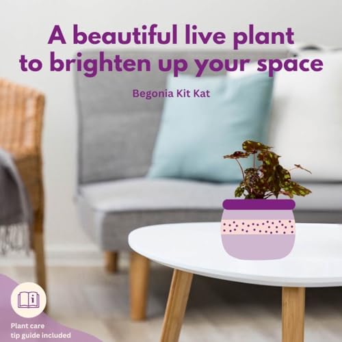 Harmony Foliage Begonia Kit Kat 4 inch Rhizomatous Red with Yellow Spots