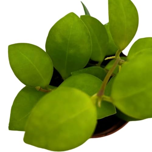 BubbleBlooms Hoya Hueschkeliana 2 inch