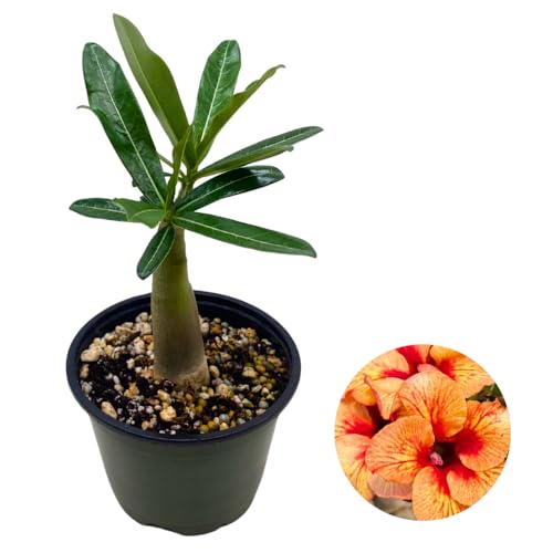 BubbleBlooms Desert Rose Predator in a 4 inch Pot Extremely Rare Flower