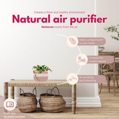 BubbleBlooms String of Pearls, 2 inch Set of 3, Curio rowleyanus Peas Tiny Mini Pixie Plants