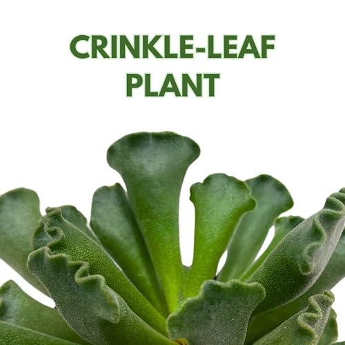 BubbleBlooms Pie Crust Succulent, Key Lime Pie Crinkle Leaf Plant, 4 inch