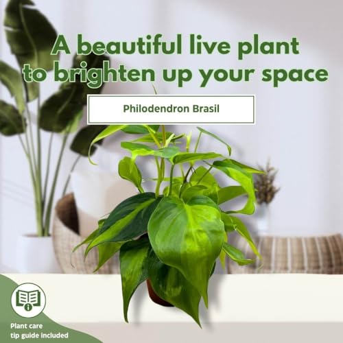BubbleBlooms Philodendron Brazil 4 inch Brazillian Pothos
