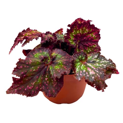 Harmony Foliage Harmony's Voodoo Queen 6 inch Purple Green Spiral Pink Spots