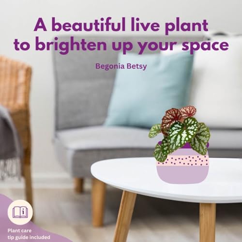 Harmony Foliage Betsy, Rhizomatous Begonia Rhizo in a 4 inch Pot Rare Blue Iridescent