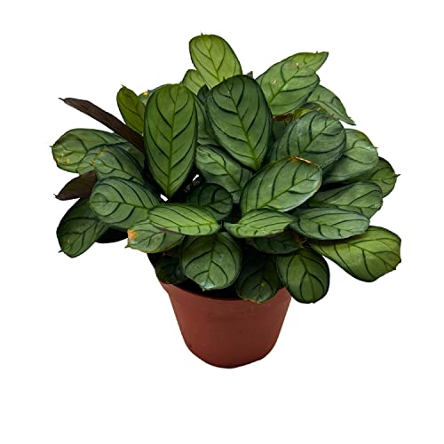 BubbleBlooms Calathea Burle Marxii in a 4 inch Pot Fishbone Prayer Plant