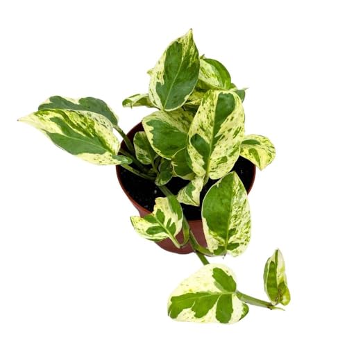 BubbleBlooms Pearls and Jade 4 inch Climbing Pothos Variegated Epipremnun aureum