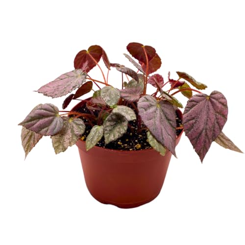 Harmony Foliage Harmony's Stormy Sunset Rhizomatous Begonia 6 inch Pink Rhizo