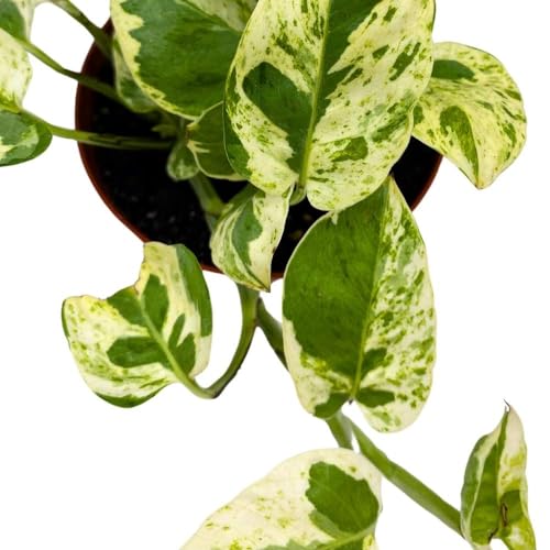 BubbleBlooms Pearls and Jade 4 inch Climbing Pothos Variegated Epipremnun aureum
