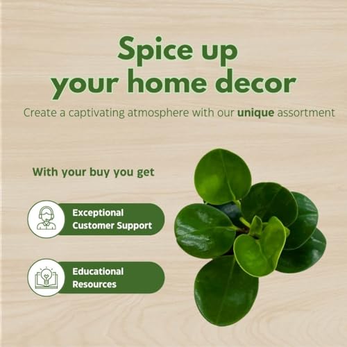 BubbleBlooms Peperomia Obtusifolia Green Marble Plant Set of 3 in 2 inch pots Rubber Spoonleaf Tiny Mini Pixie