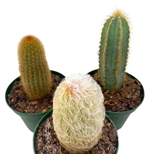 BubbleBlooms Column Cactus Assortment, 4 inch Set of 3, Silver Torch, Blue Column, Yellow, Old Man Fuzzy, Variety Cacti