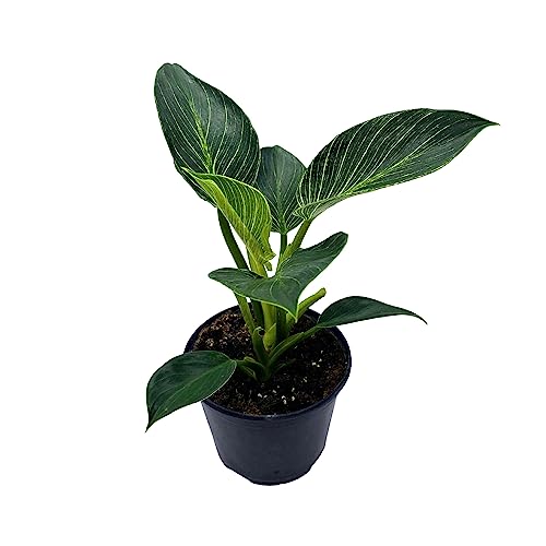 BubbleBlooms Philodendron Birkin White Wave in a 6 inch Pot