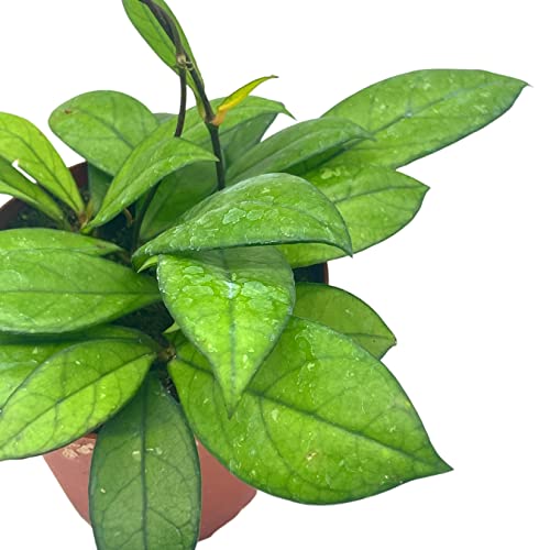 BubbleBlooms Hoya Crassiopetiolata in a 4 inch Pot Rare Limited Availability Hoya