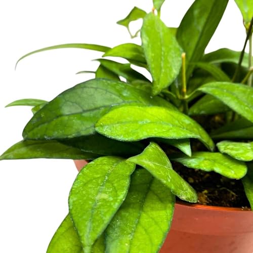 BubbleBlooms Hoya Crassipetiolata in a 6 inch Pot Splash White Flower Vining Wax Plant