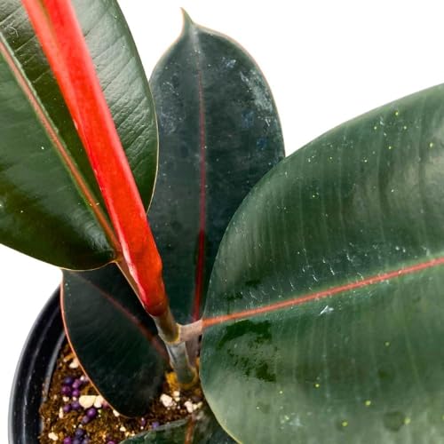 BubbleBlooms Ficus elastica Burgundy 6 inch India Rubber Tree Decora Fig Plant