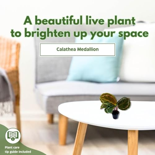 BubbleBlooms Calathea Medallion Set of 3 in 2 inch pots Tiny Mini Pixie Plant