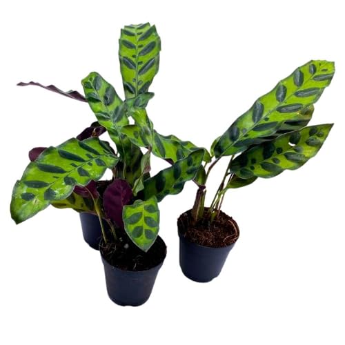 BubbleBlooms Calathea Rattlesnake 2 inch Set of 3 Lancifolia Prayer Plant Tiny Mini Pixie Plants