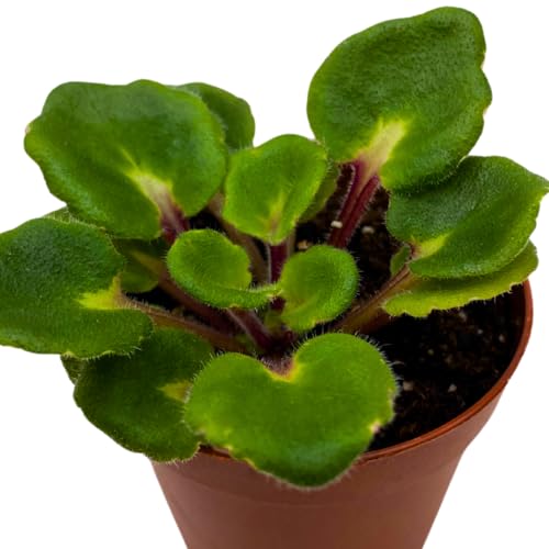 Harmony Foliage Mini African Violet Hunter's Snow Bunny 2 inch White Pink Flower