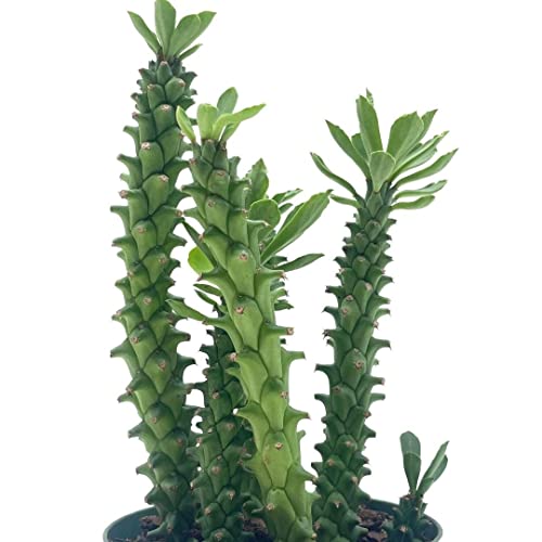 BubbleBlooms Euphorbia Ritchiei, in a 4 inch Pot