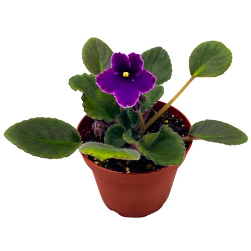 Harmony Foliage African Violet Sugar Plum Dream Variegated 4 inch White Purple Flower