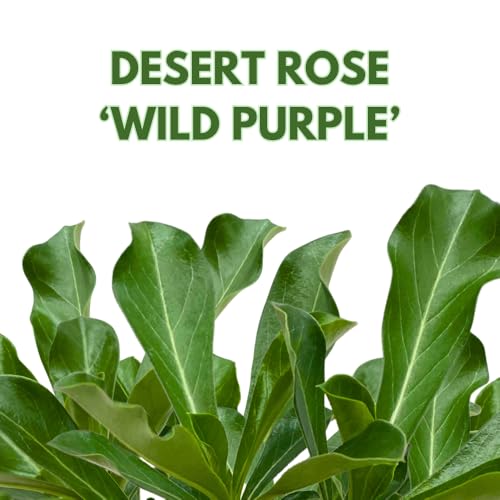 BubbleBlooms Desert Rose Wild Purple in a 4 inch Pot Extremely Rare Flower