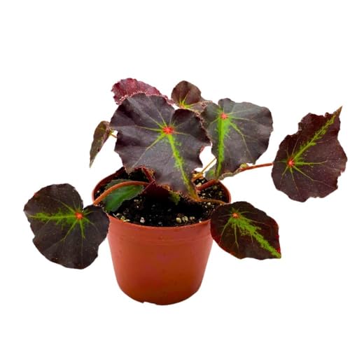 Harmony Foliage Begonia Boyfriend, 4 inch Rhizomatous Rhizo Dark Purple Green Streaks Red Dot
