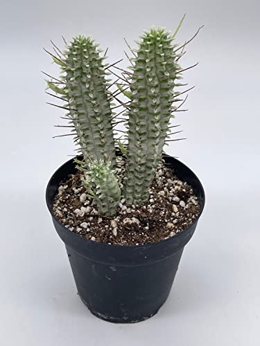 BubbleBlooms White Euphorbia Mammillaris in a 4 inch Pot Corncob Corkscrew Euphorbia
