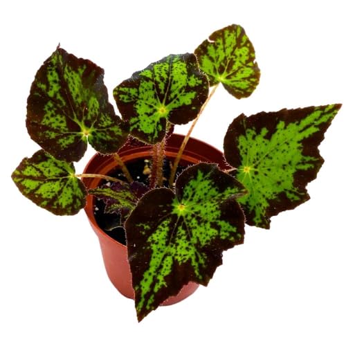 BubbleBlooms Begonia U578 4 inch Rhizomatous Begonia Rhizo Black Green Jagged Spotted