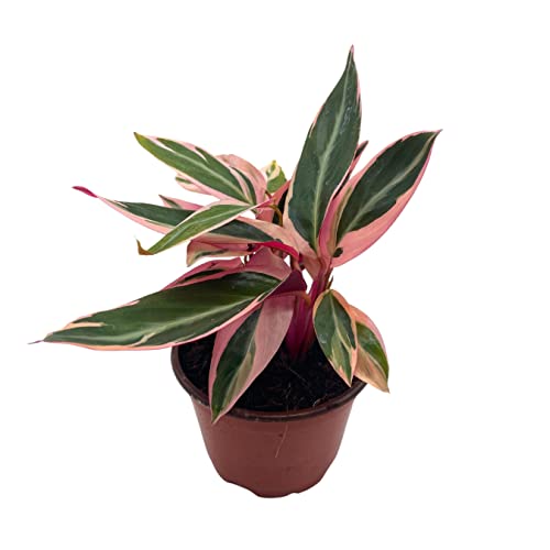 BubbleBlooms Stromanthe Triostar 4 inch Sanguinea Beautiful and Easy Indoor House Plant
