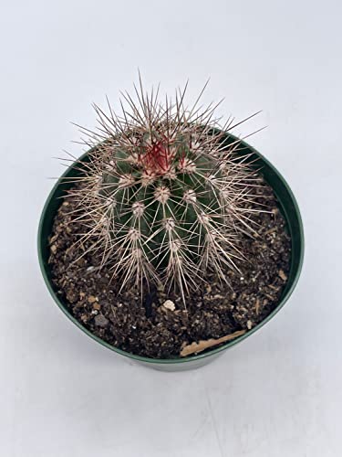 BubbleBlooms Echinocereus engelmannii Engelmann's Hedgehog Cactus in a 4 inch Pot