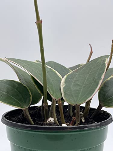 BubbleBlooms Hoya Macrophylla, Very Rare Limited Live Plant, in 4 inch Pot