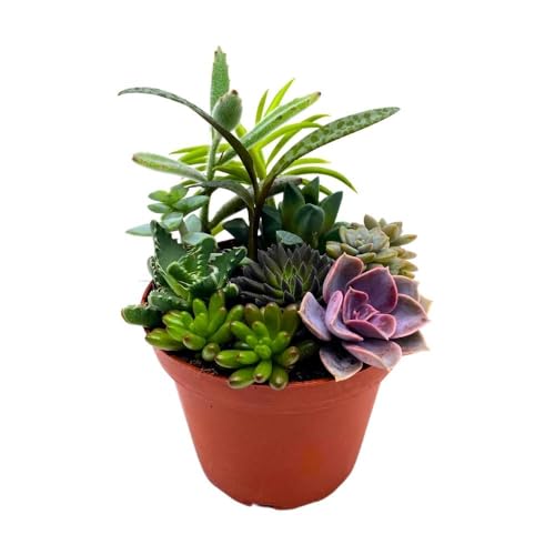 BubbleBlooms Succulent Arrangement in a 4 inch Pot Unique Hand Crafted Plant Designs