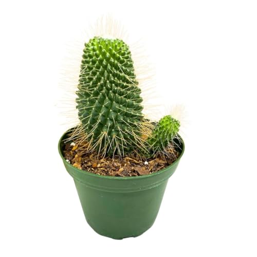 BubbleBlooms Un Pico Mammillaria spinosissima Spiny Pincushion Cactus, Well Rooted Potted Starter