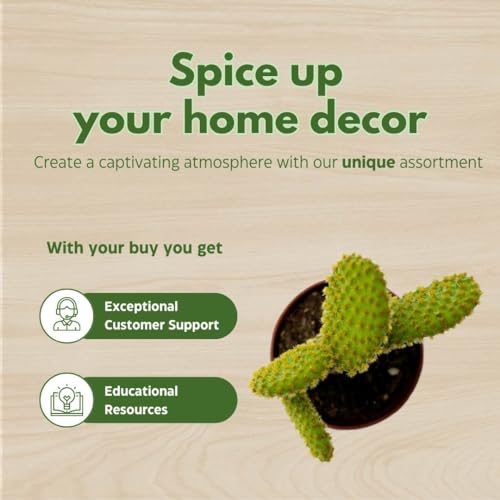 BubbleBlooms Yellow Bunny Ears Cactus, 2 inch Set of 3, Opuntia microdasys, Angel's Wings Tiny Mini Pixie Plants