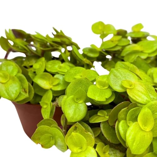 BubbleBlooms Callisia repens Gold 2 inch Set of 3 Miniature Wandering Dude Golden Form Tiny Mini Pixie Plants