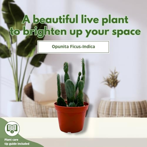 BubbleBlooms Prickley Pear Cactus 4 inch