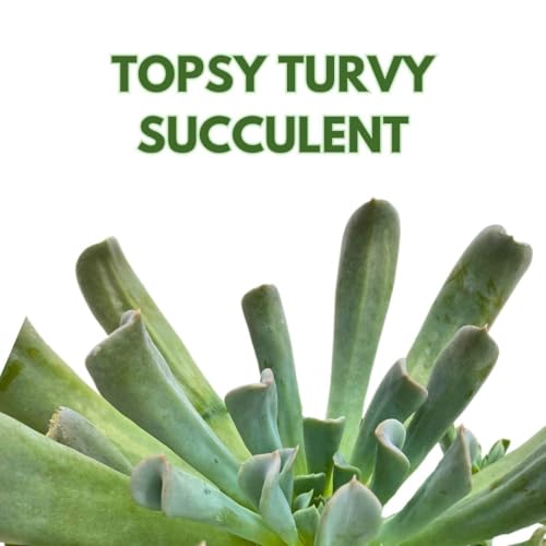 BubbleBlooms Topsy Turvy Succulent 4 inch