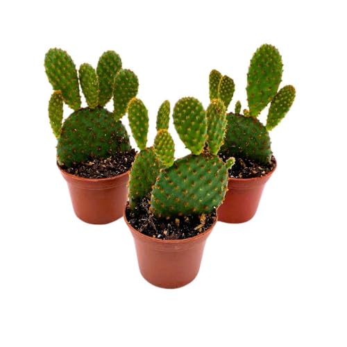 BubbleBlooms Red Bunny Ears Cactus, 2 inch Set of 3, Opuntia microdasys, Angel's Wings Tiny Mini Pixie Plants