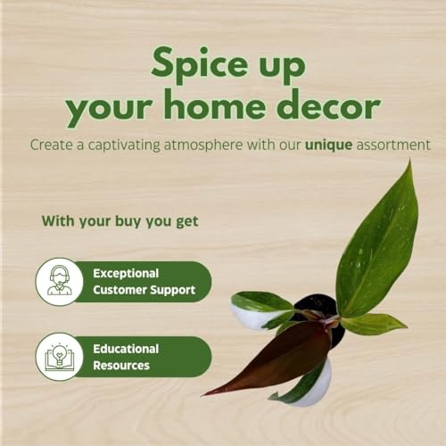 BubbleBlooms Philodendron White Princess, Philodendron Erubescens Hybrid in 2 inch Pot