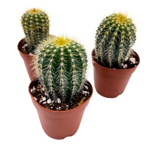 BubbleBlooms Golden Barrel Cactus, 2 inch Set of 3, Kroenleinia grusonii Gold Ball Tiny Mini Pixie Plants