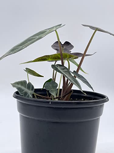 BubbleBlooms Alocasia sanderiana, Kris Plant, Sander's alocasia, in a 4 inch Pot,