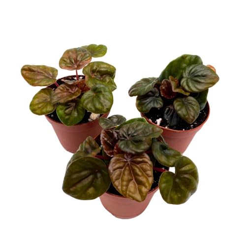 Harmony Foliage Peperomia Chocolate 2 inch Set of 3 Brown-Red Emerald Ripple Pep Caperata