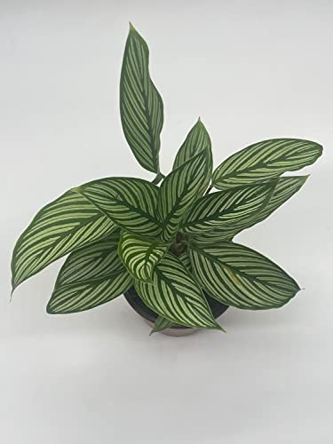 BubbleBlooms Calathea Vittata, in a 4 inch Pot, Zebra Peacock Cathedral Plant