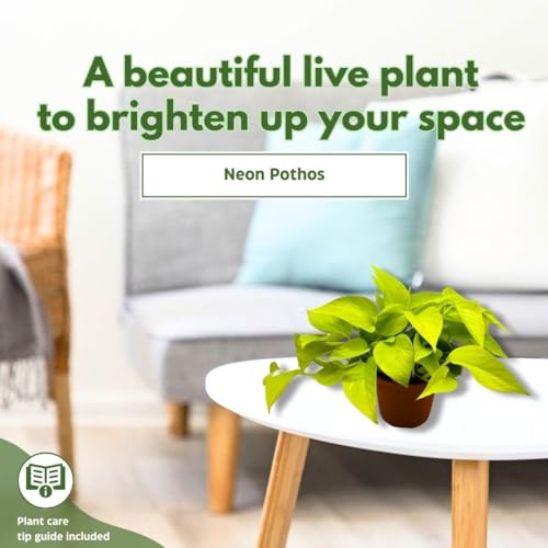 BubbleBlooms Neon Pothos in a 6 inch Pot Devil's Ivy, Hunter's Rove