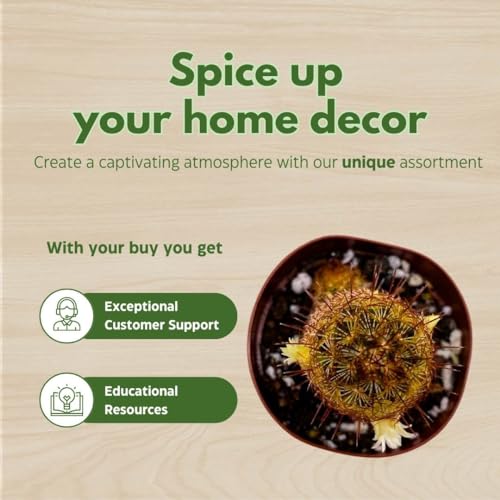 BubbleBlooms Copper King, 2 inch Set of 3, Lady Fingers Mammillaria elongata Tiny Mini Pixie Plants