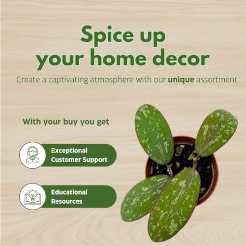 BubbleBlooms Hoya Sigilatis in a 2 inch Pot