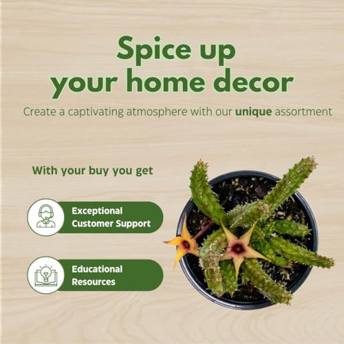 BubbleBlooms Stapelia Procumbens in a 4 inch Pot Huernia Procumbus, Starfish Cactus Orbea